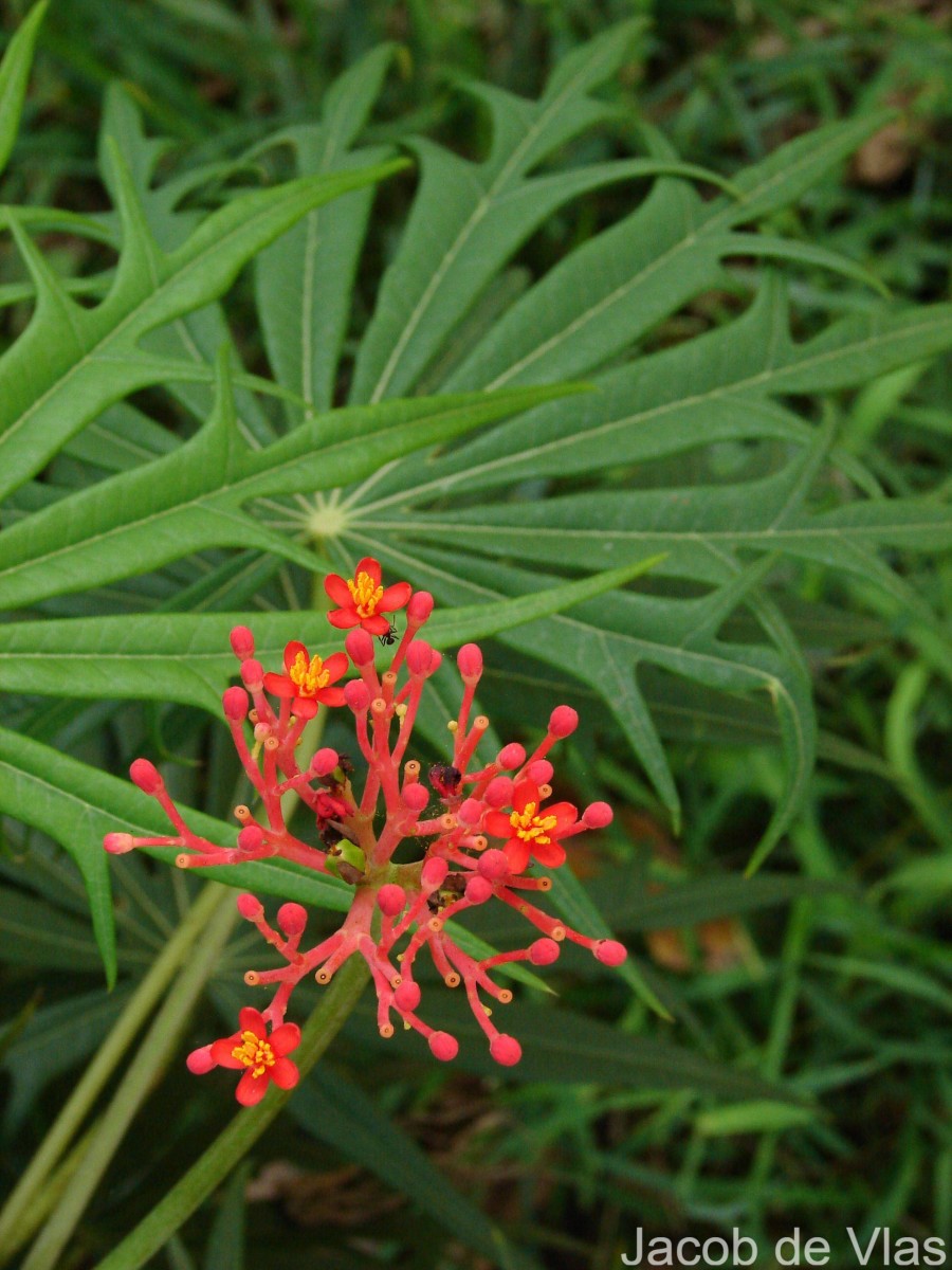 Jatropha multifida L.